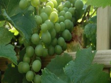 Curso Compacto de Cata de Vinos - Valencia Valencia