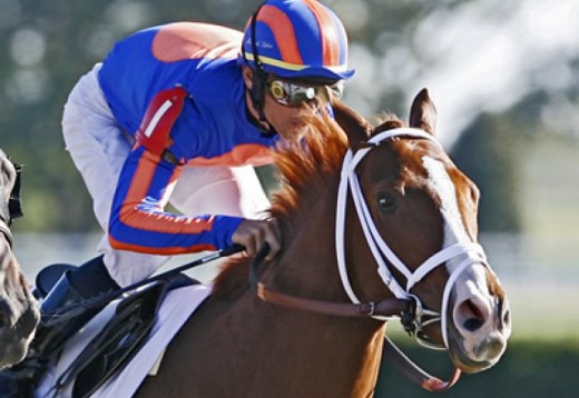 Experiencias de caballos