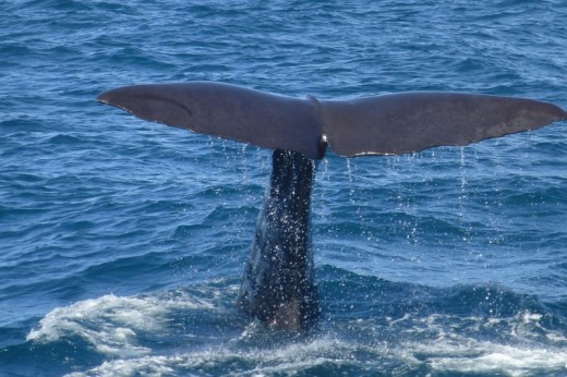 Avistamiento de Ballenas en Liguria