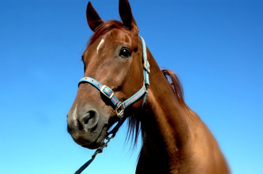 Caballo de raza andaluz