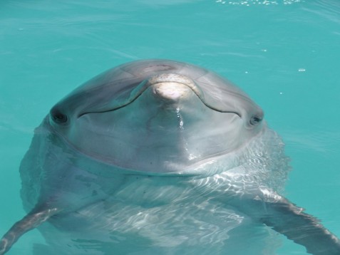 Visita a los Delfines en Tarifa para niños