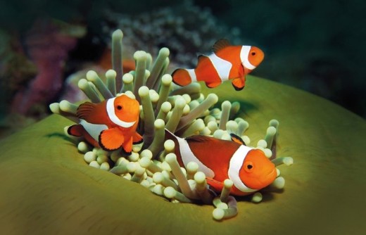 Palma Aquarium