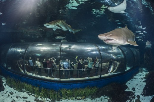 Aquario de Barcelona - Children (5-10)