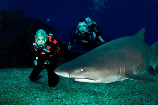 Buceo con tiburones