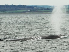 Avistamiento de Ballenas en Liguria