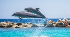 Ver delfines en Gibraltar en familia