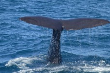 Avistamiento de Ballenas en Liguria