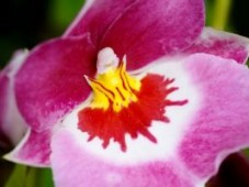 Aromatherapy Massage In North Yorkshire