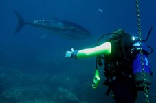 Buceo Discover en Mallorca | Islas Baleares