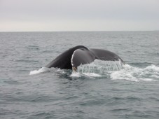 Avistamiento de Ballenas en Liguria