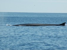 Avistamiento de Ballenas en Liguria