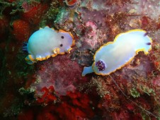 Batismo de Mergulho em Mar + Aula em Piscina no Algarve