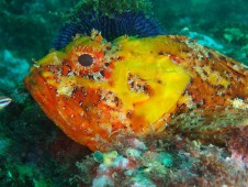 Batismo de Mergulho em Mar + Aula em Piscina no Algarve