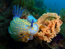 Batismo de Mergulho em Mar + Aula em Piscina no Algarve
