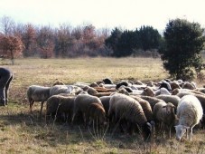 Initiez votre chien au travail sur troupeau - Eure (27)