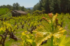 Cata de Vinos Huellas del Tietar