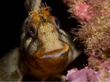 Batismo de Mergulho em Mar + Aula em Piscina no Algarve