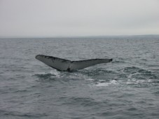 Avistamiento de Ballenas en Liguria