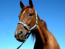 Caballo de raza andaluz