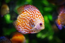 Visite de l'Aquarium de Paris - Paris (75) 