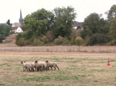 Initiez votre chien au travail sur troupeau - Eure (27)