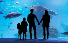 Entrada a Palma Aquarium + Backstage + Shark Vision Boat