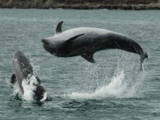Visita a los Delfines en Tarifa