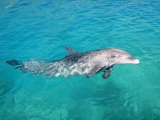Visita a los Delfines en Tarifa para niños