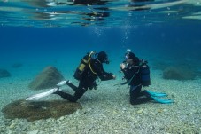 Immersione Subacquea Try Scuba Calabria