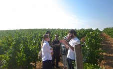 Visita Bodegas en Ribera del Duero