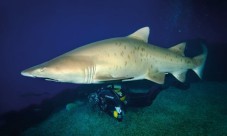 Buceo con tiburones