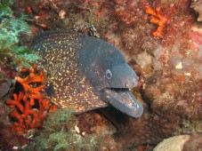 Buceo en Almería