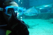 Buceo con tiburones en Almería, España