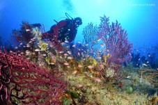 Doppia Immersione Isole Eolie – Lipari e Vulcano