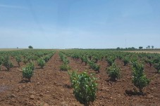 Visita a Bodega con Cata de Vinos para dos en Madrid 