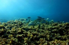 Snorkel en Mallorca | Islas Baleares