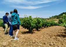 Visita Bodegas en Ribera del Duero