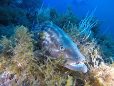 Batismo de Mergulho em Mar + Aula em Piscina no Algarve