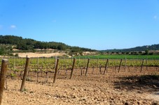 Cata de vinos y visita a la bodega en bici eléctrica en Barcelona