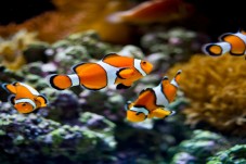 Entradas para o Oceanário de Lisboa + Teleférico de Lisboa