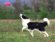 Hidroterapia en Spa para perros grandes - Madrid