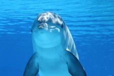 Ver delfines en Gibraltar en familia