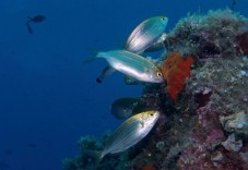 Baptême de Plongée à Fréjus - Départ du Bateau