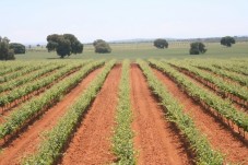 Visita y cata de vinos en Ciudad Real - 2 personas