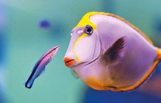 Palma Aquarium