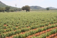 Visita y cata de vinos en Ciudad Real - 2 personas