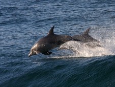 Visita a los Delfines en Tarifa para niños