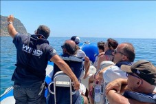 Observação de Golfinhos em Setúbal p/Grupo de até 6 pessoas