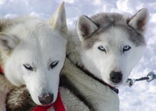Excursión en moto de nieve, huskies y renos en Laponia - Para dos