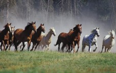 Ruta a caballo 2 horas + 20min de clase en Barcelona